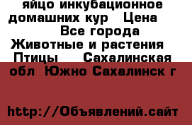 яйцо инкубационное домашних кур › Цена ­ 25 - Все города Животные и растения » Птицы   . Сахалинская обл.,Южно-Сахалинск г.